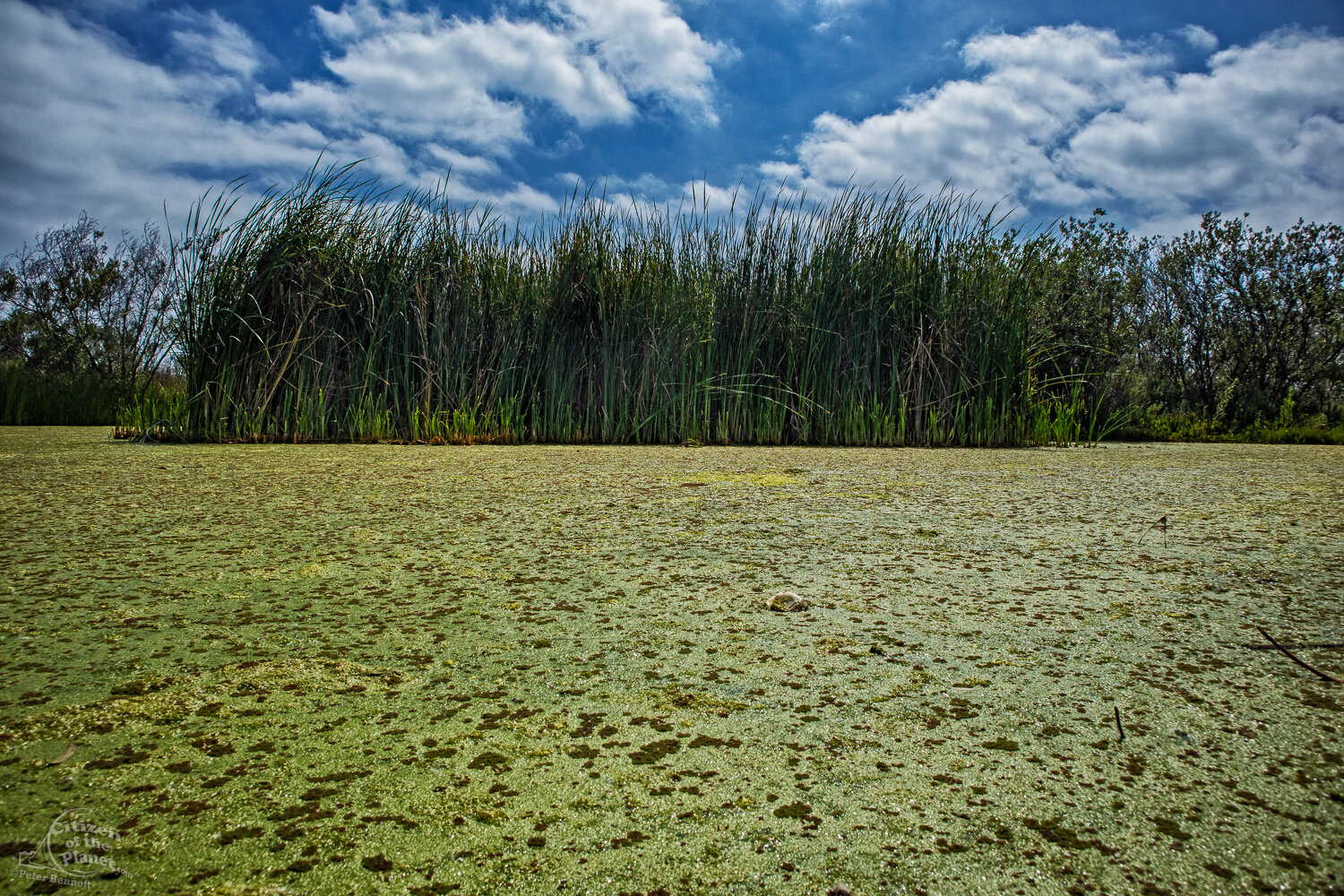  Algae Bloom in Ballona wetlands. 