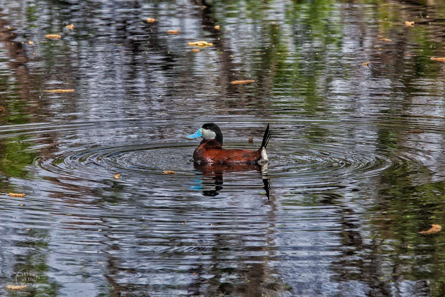  A male Ruddy Duck swims in a small pond in Madrona Marsh. 
