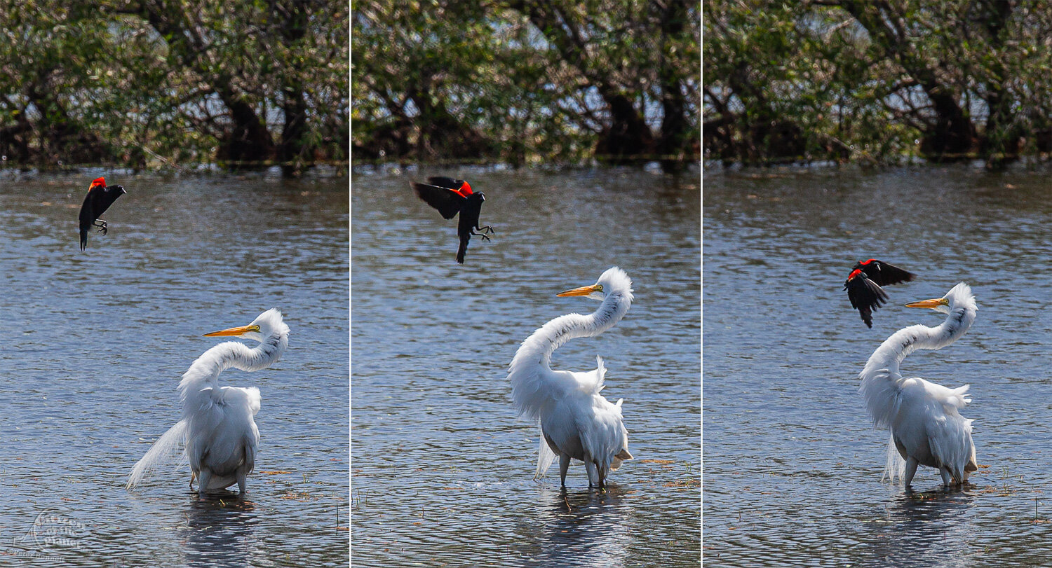  A Red-winged Blackbird attacks a Great Egret in a territorial dispute. 
