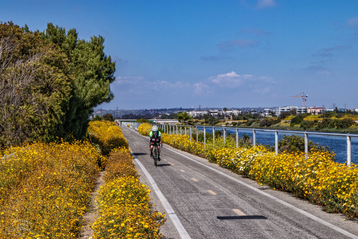  A six-mile bike path takes cyclists from Culver City down to the creek’s mouth at Marina Del Rey. The beautiful winding path can challenge a cyclist’s attention, between views of the river’s diverse bird life and springtime’s abundant wildflowers. 