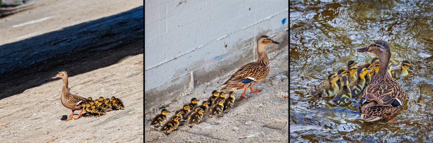  Ducklings going down the to river 