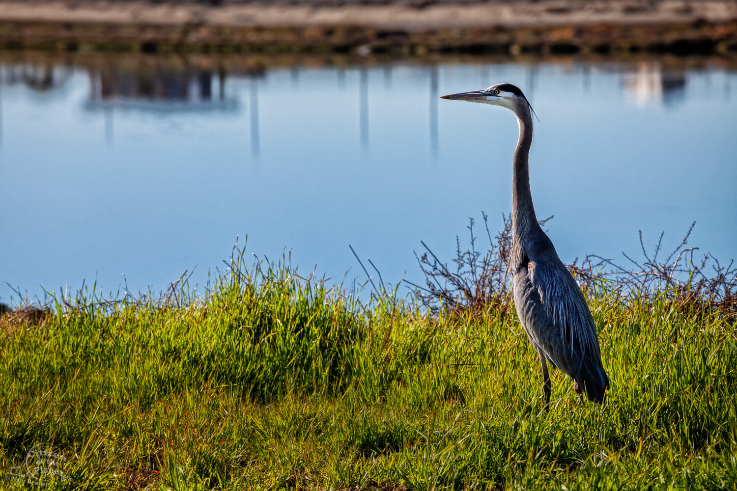  A Great Blue Heron stands on the banks of Bolsa Bay. 