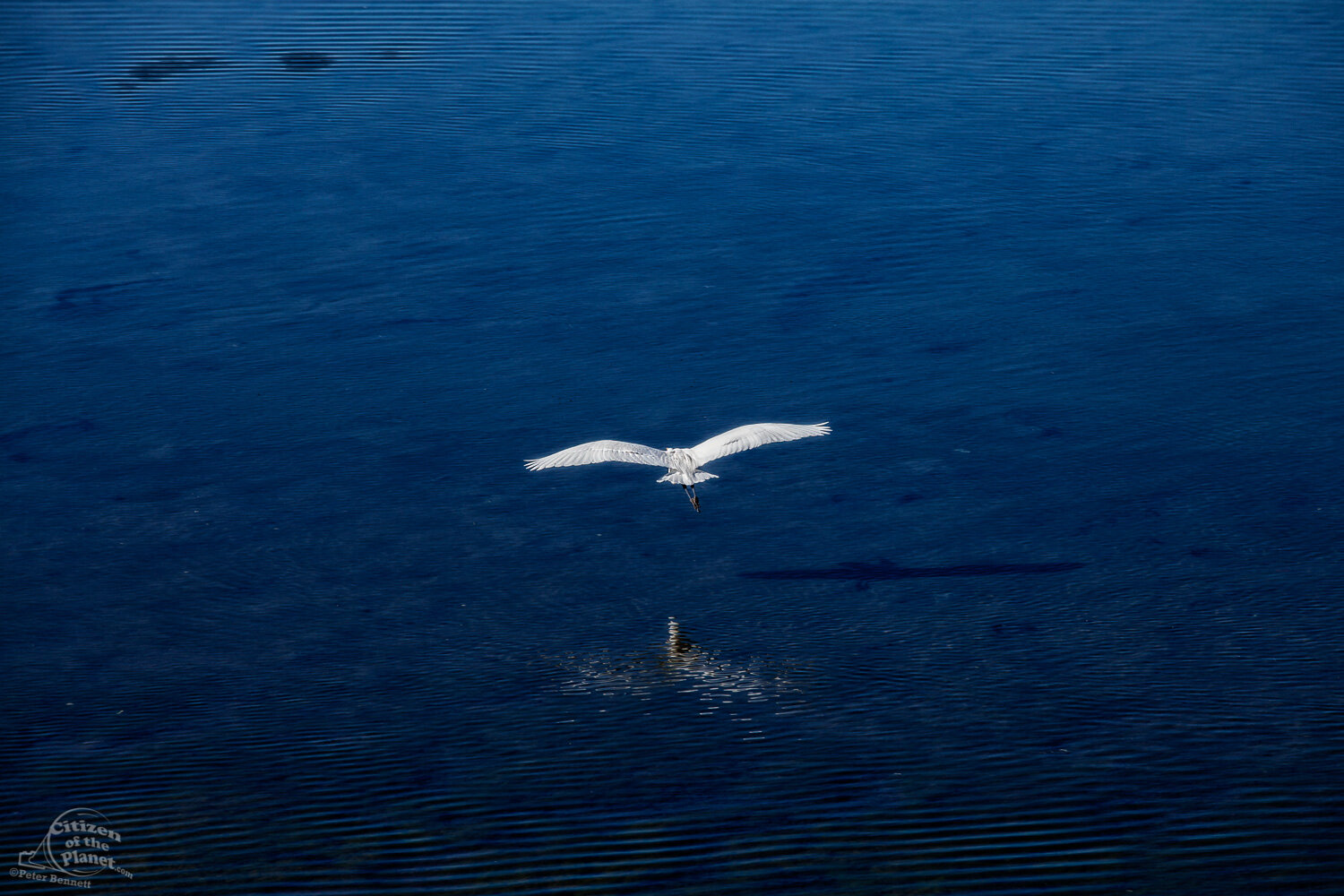  A Great Egret flies over the water. 
