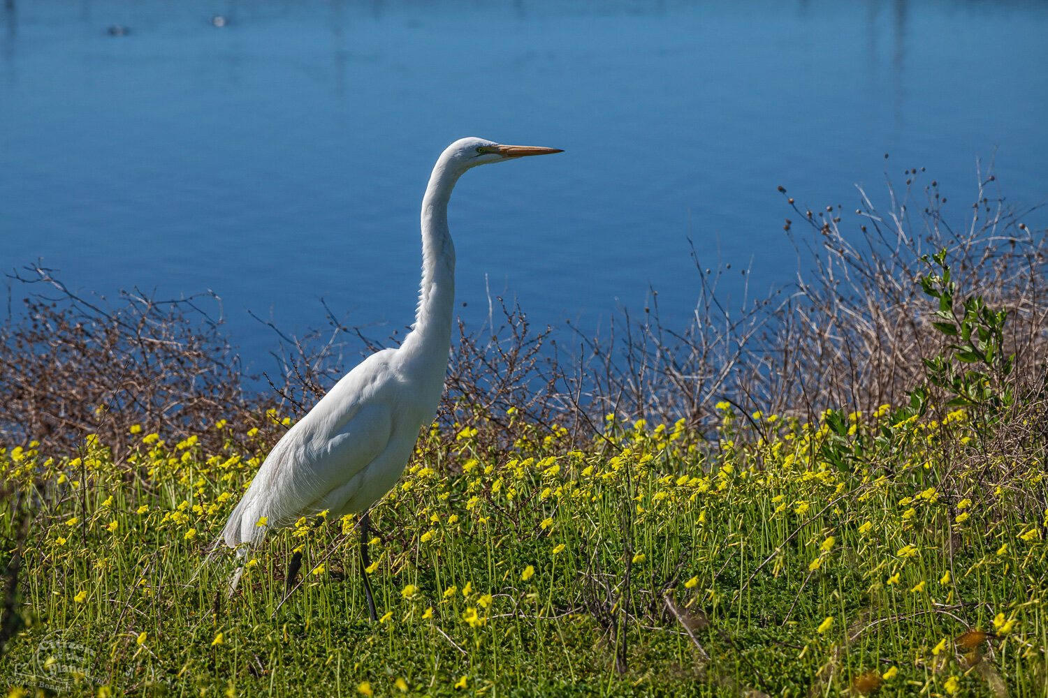  Great Egret in Bolsa Chica Ecological Reserve, Orange County, California, USA 