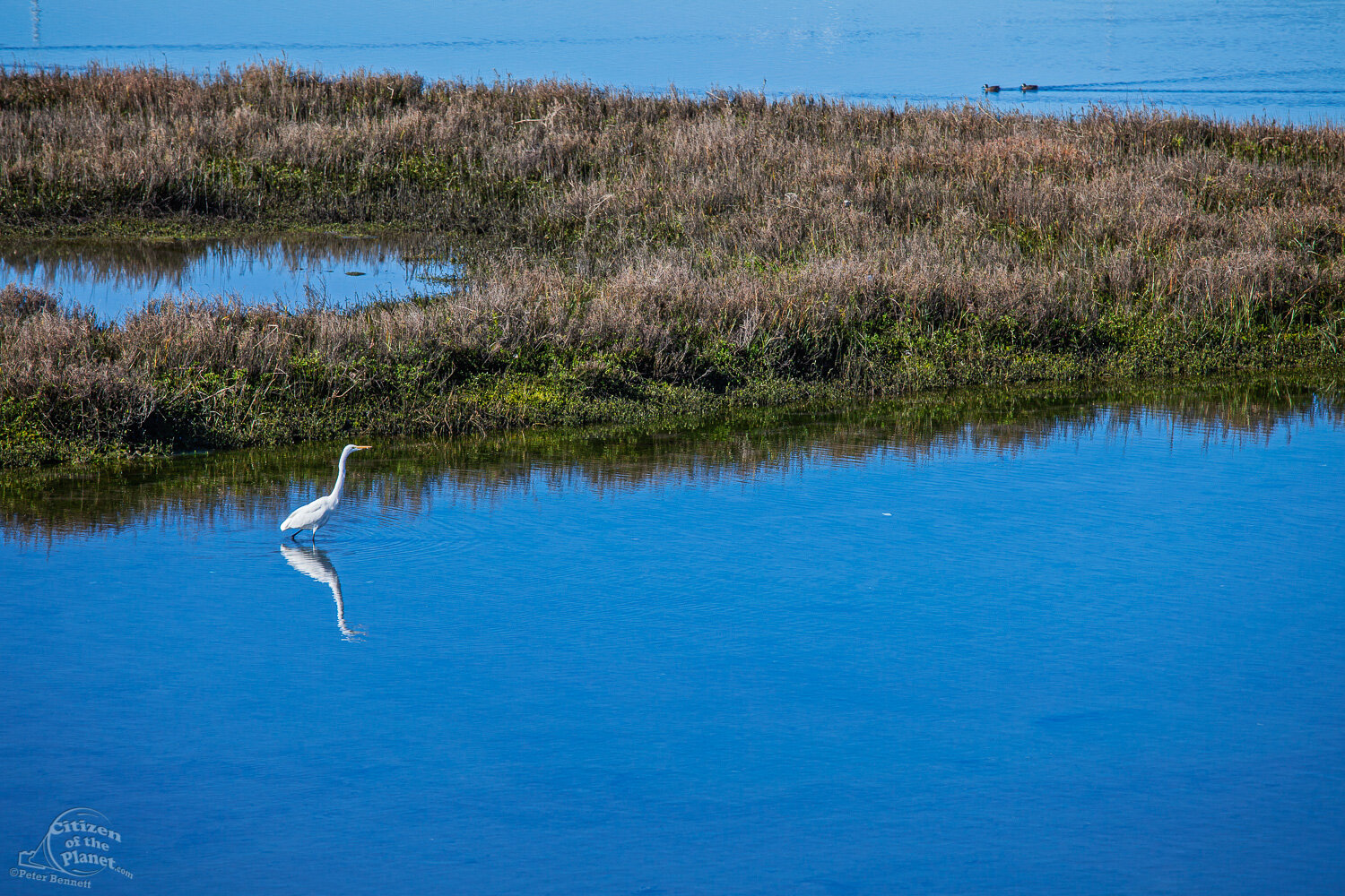  A Great Egret in the shallows of Bolsa Bay.     
