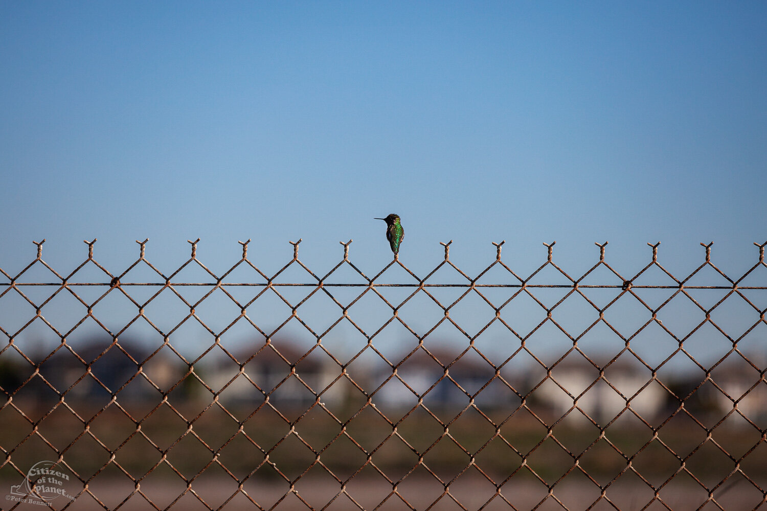  A hummingbird sitting atop a fence. 