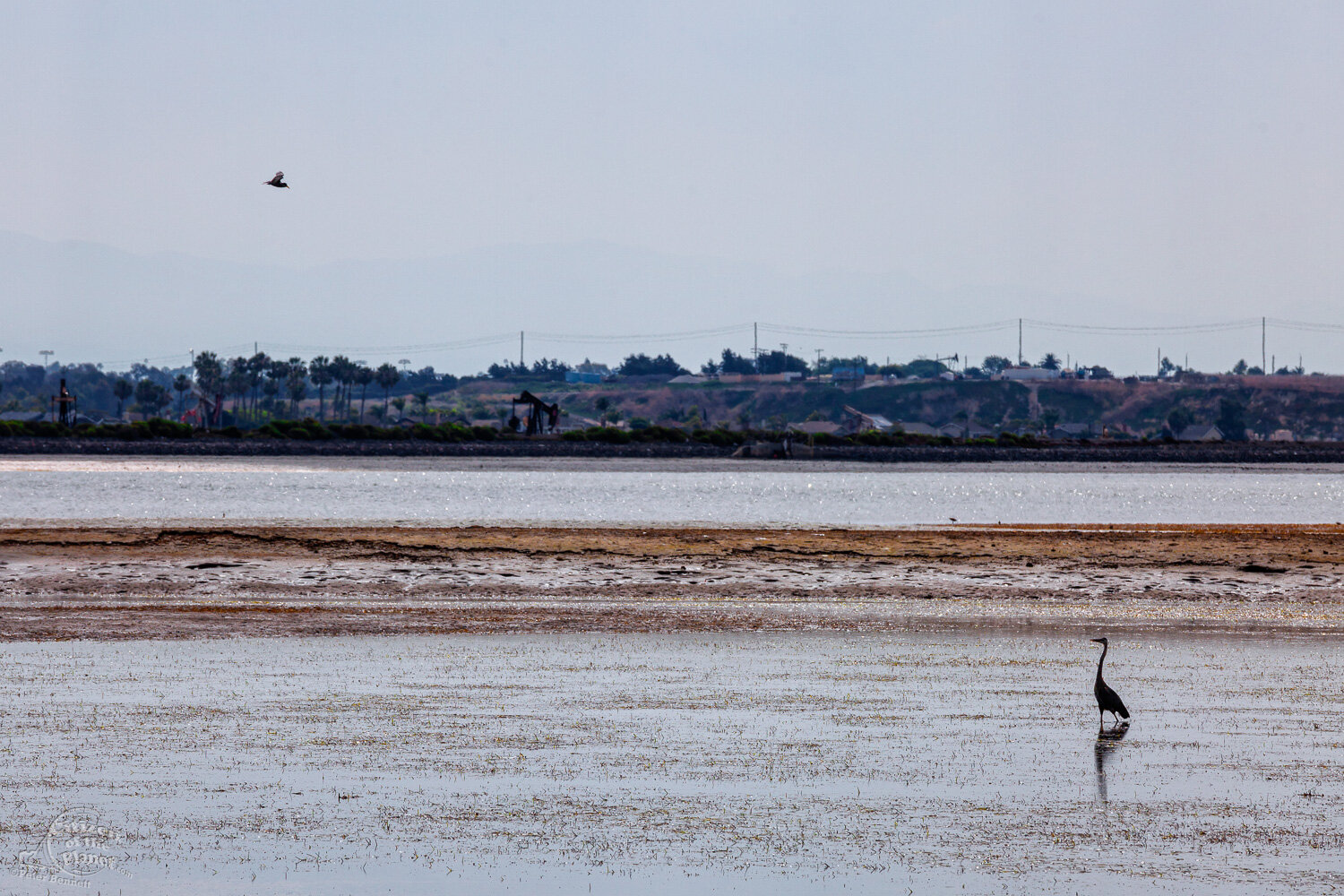  A Great Blue Heron and a Tern face off in the mudflats. 