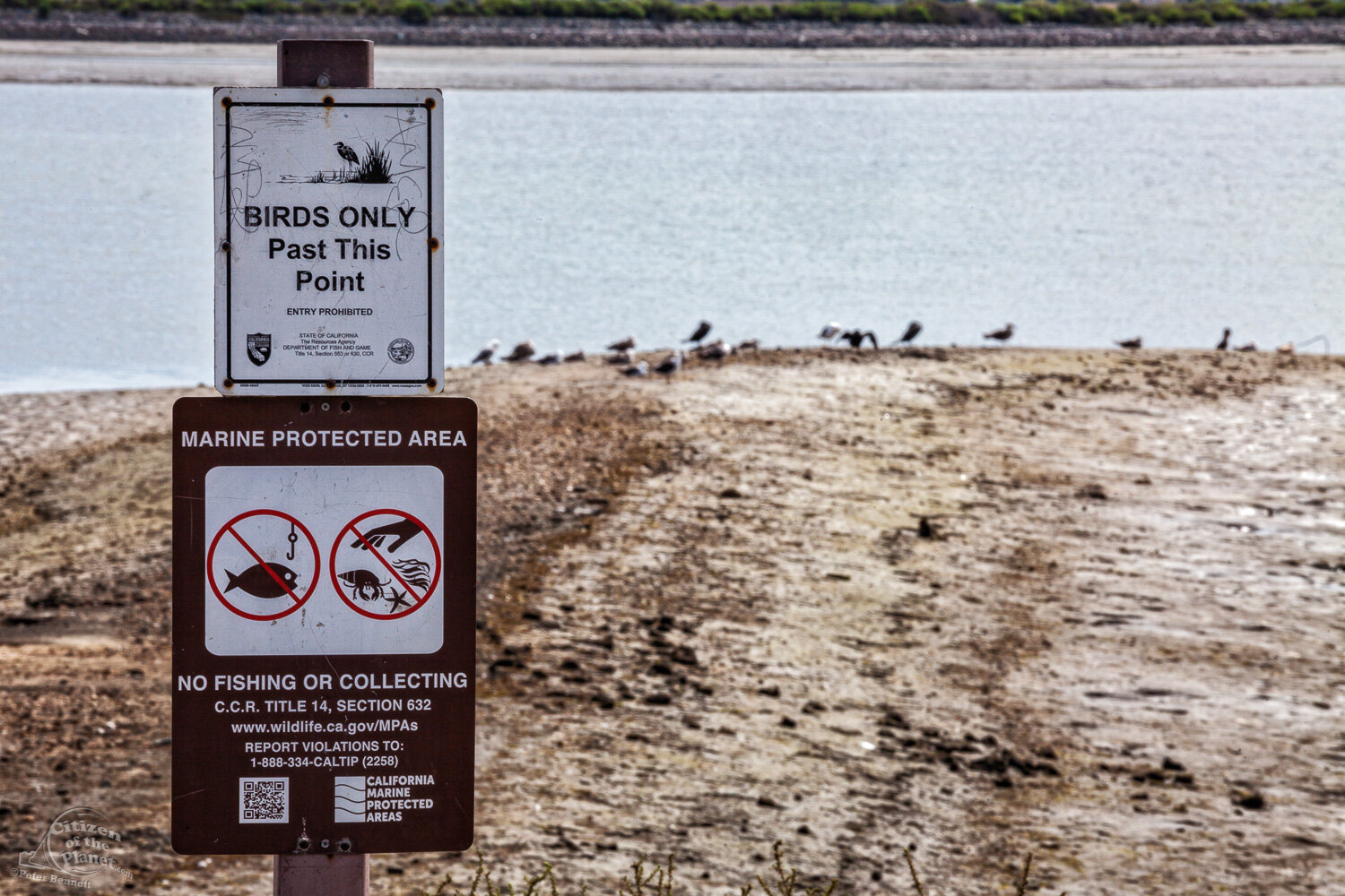  A Birds Only warning sign keeps the many visitors away from protected areas. 