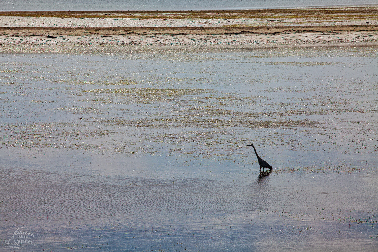  A Great Blue Heron walks in the mudflats. 