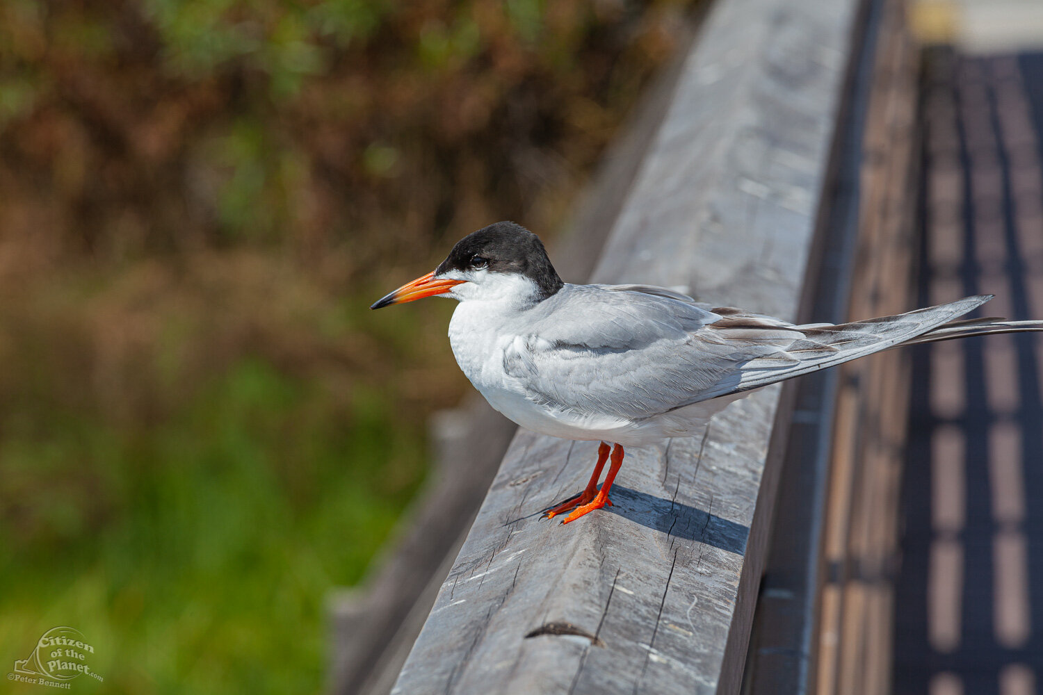  A Tern sits atop a wooden walkway. 