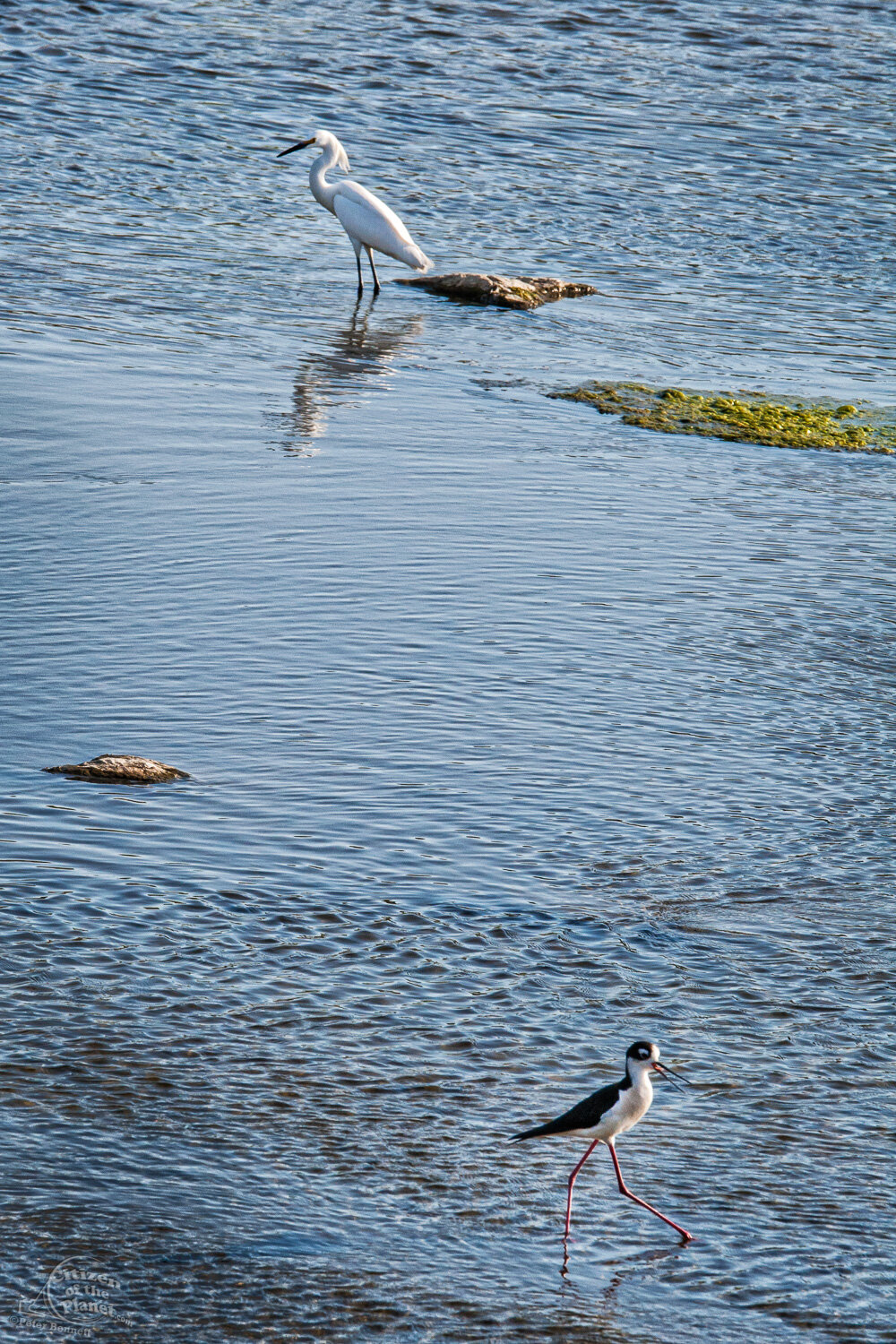  Egret and Stilt 