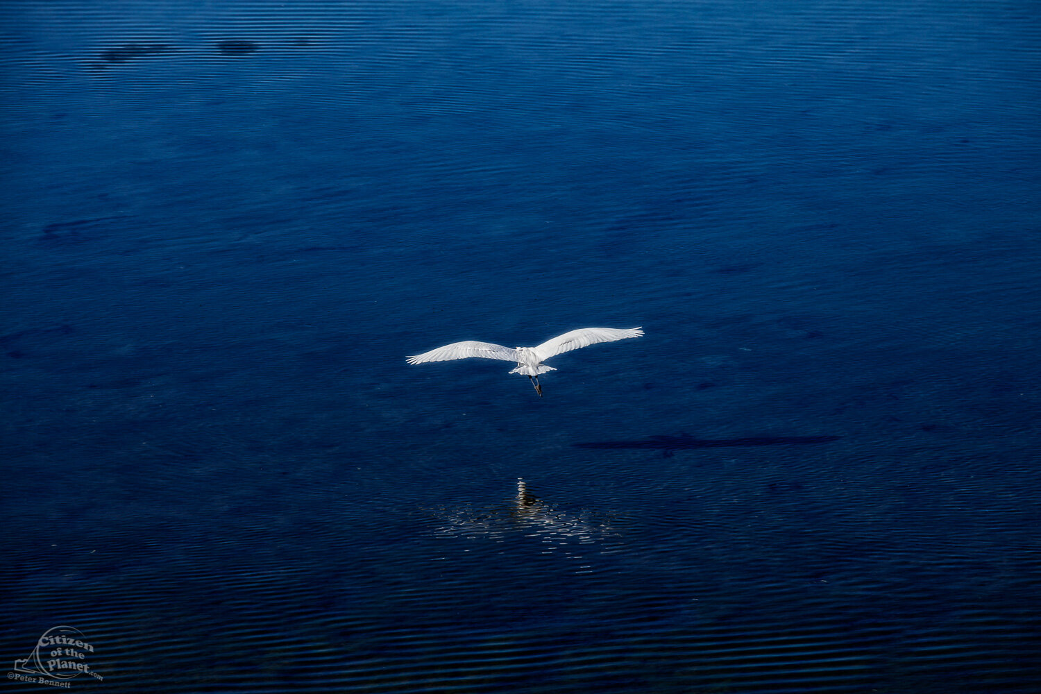  Bolsa Chica Great Egret in Flight 
