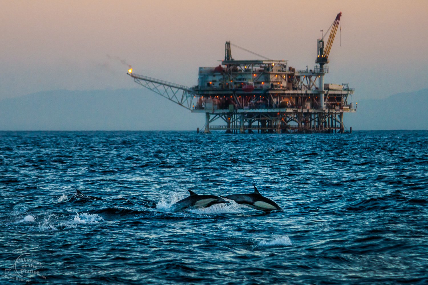  A pod of Dolphins leap out of the water in the shadow of an oil derrick in the Catalina Channel off Long Beach. 