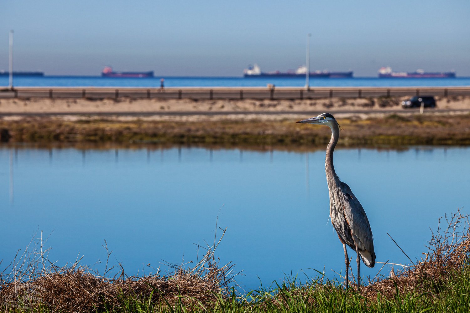  A Great Blue Heron stands in the Bolsa Chica Ecological Preserve with oil tankers sitting off the coast in the Catalina Channel. 