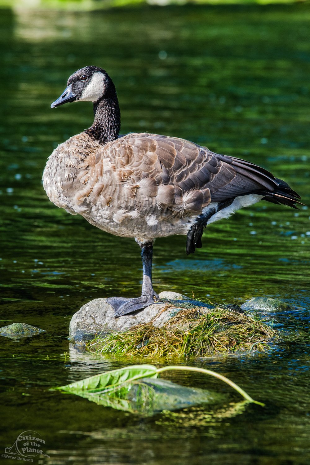  Canada Goose, Glendale Narrows 