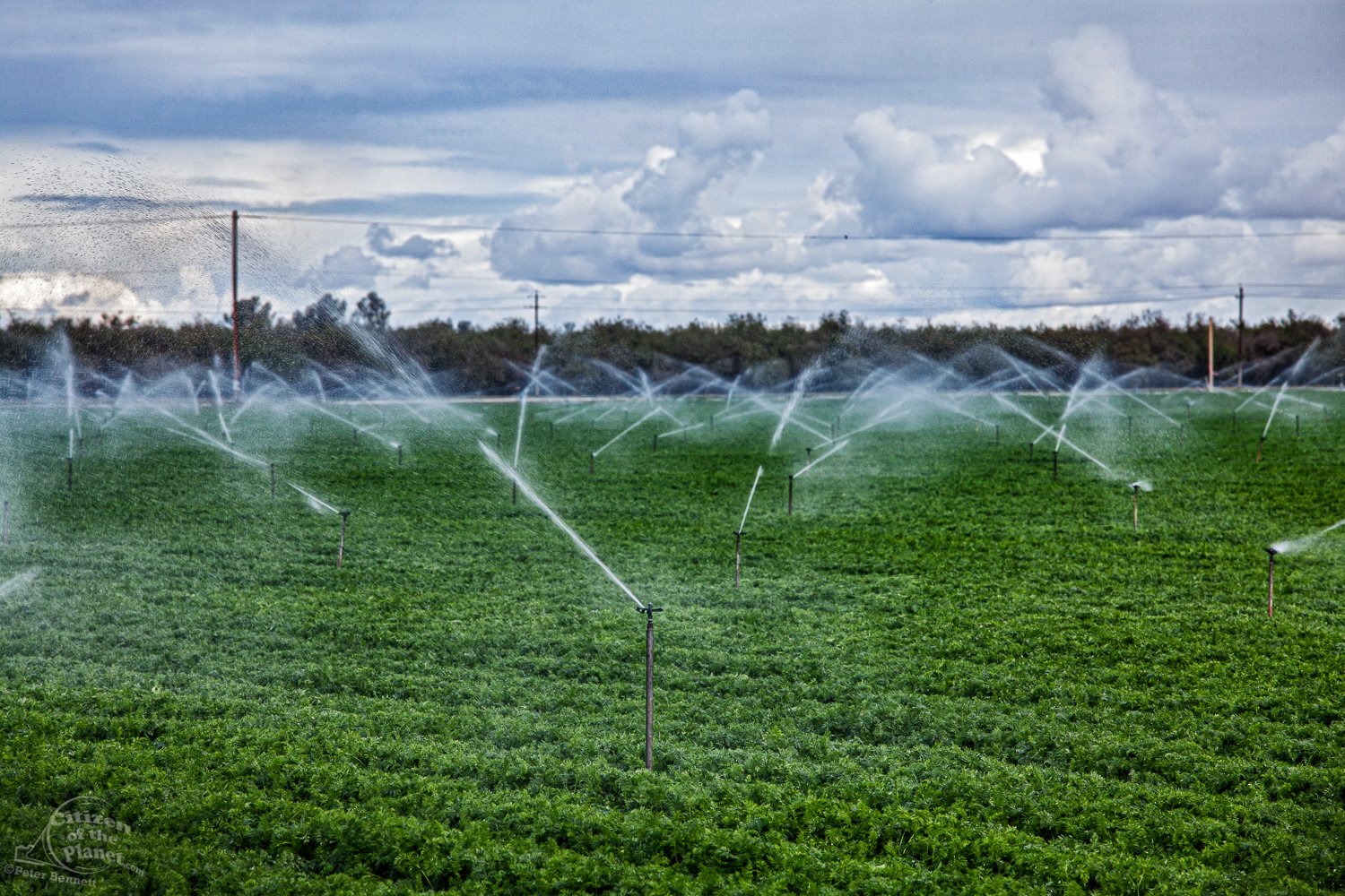 Crops being irrigated during drought in Kern County. 