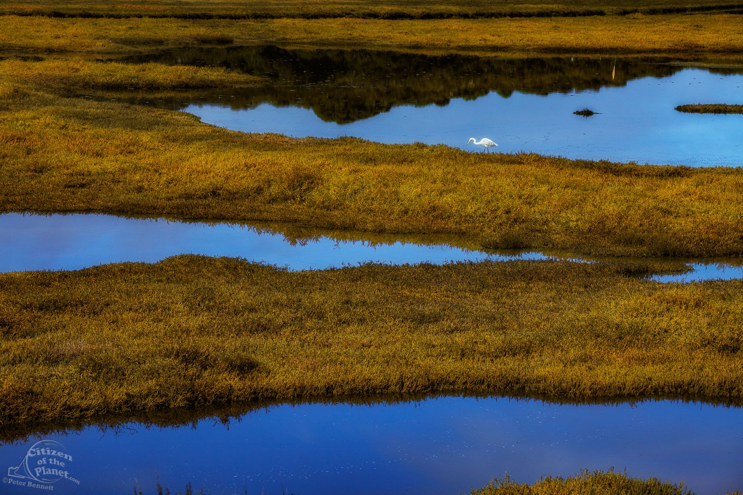  Morro Bay Wetlands and Great White Egret 