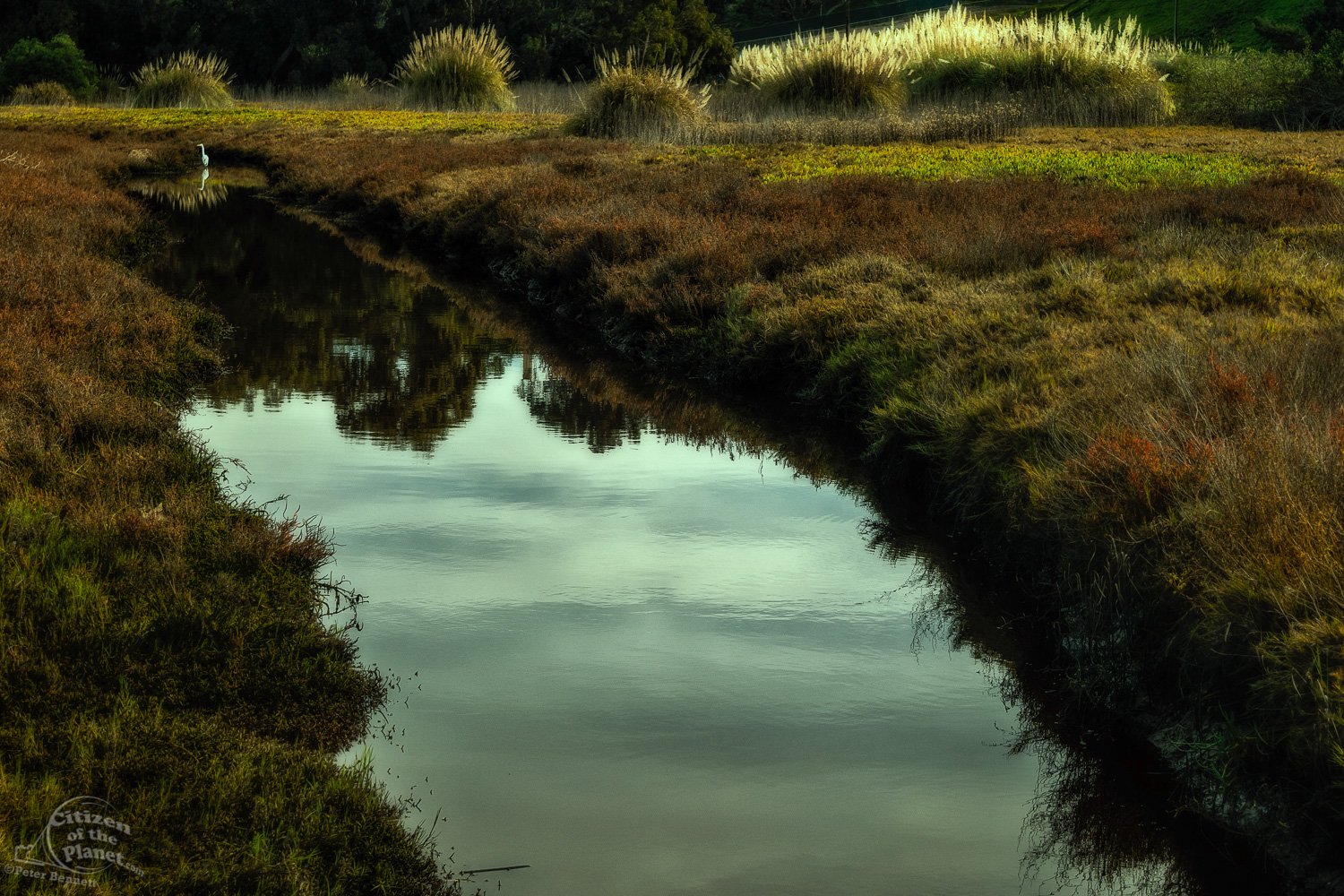  Ballona Wetlands and Egret 