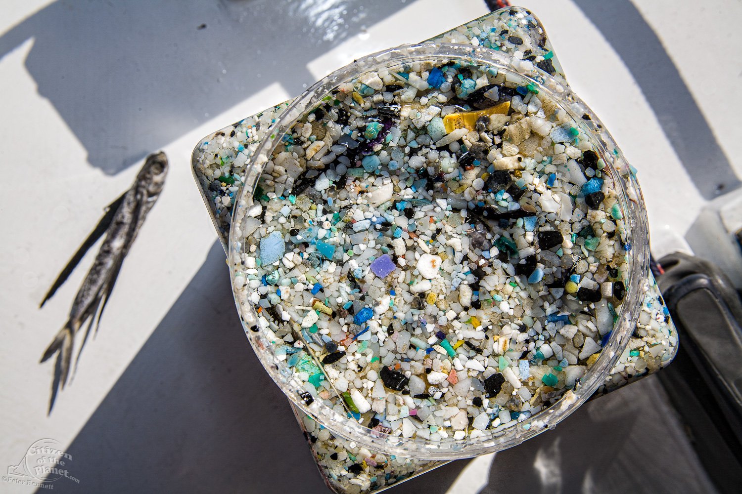  Plastic sample jars of micro-plastics trawled from the North Pacific Gyre, and a Flying Fish. 