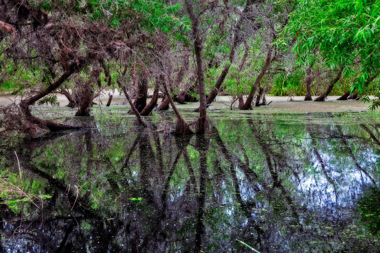  Madrona Marsh Trees 1 