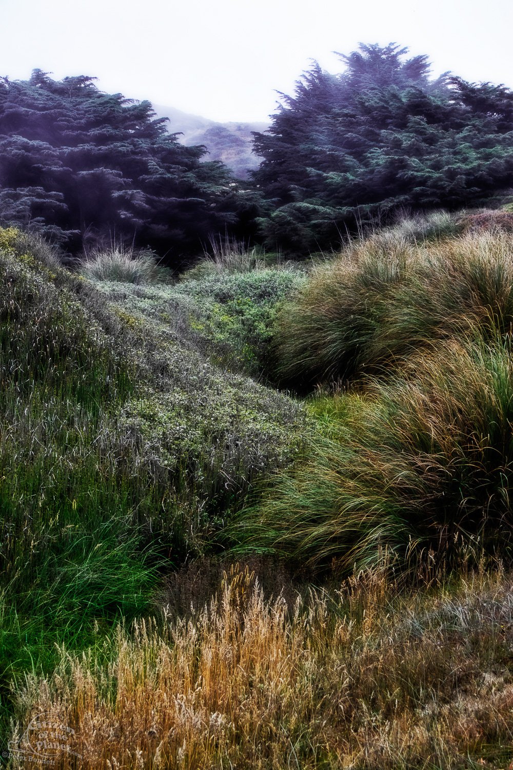 Dillon Beach Grasses