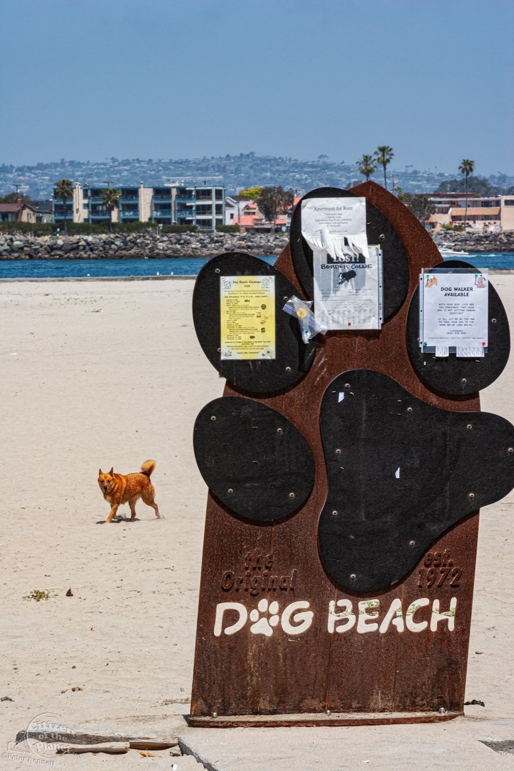 Dog Beach, San Diego