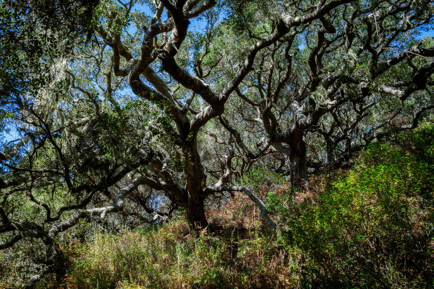 California live oak, Montana de Oro State Park