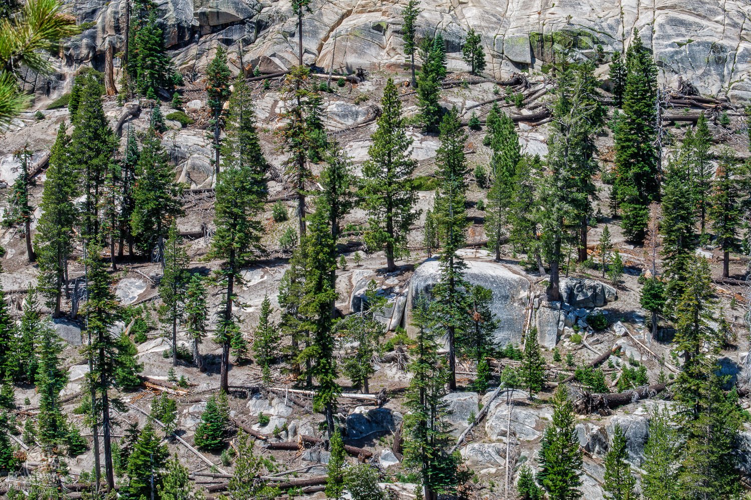 Rocks and Evergreens at Devils Postpile National Monument