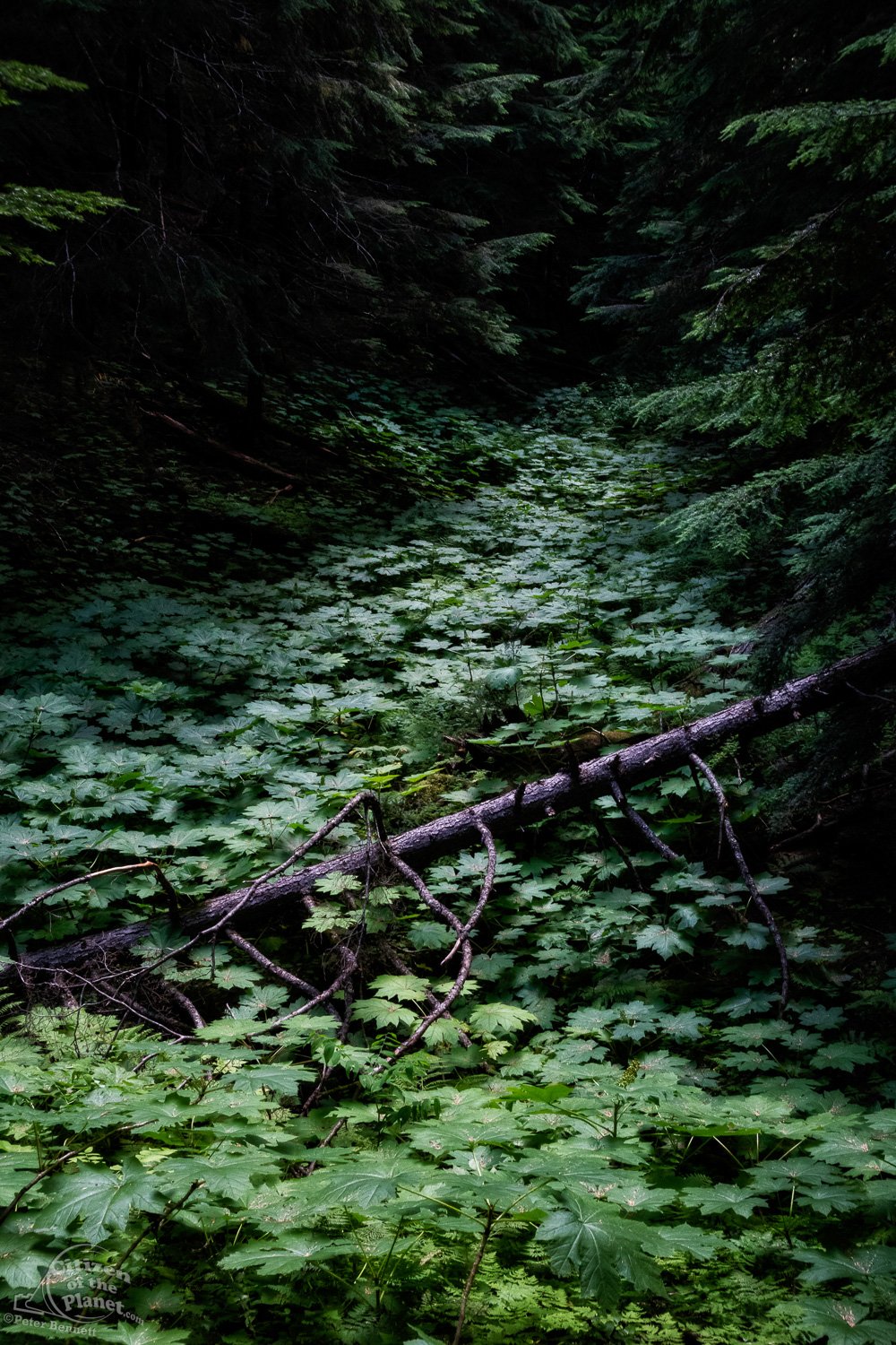 Kootenay forest, British Columbia