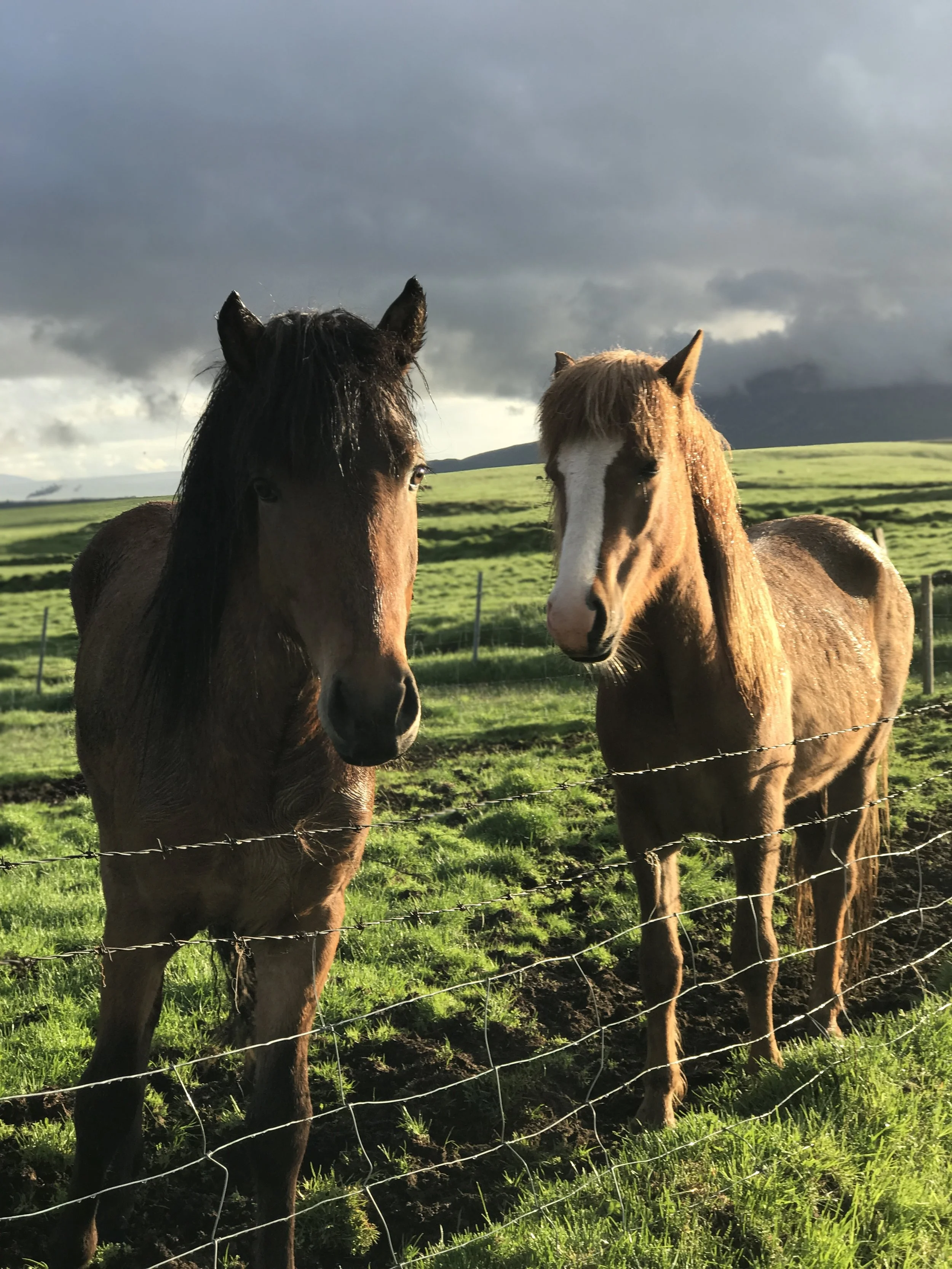Short Horses. Iceland.