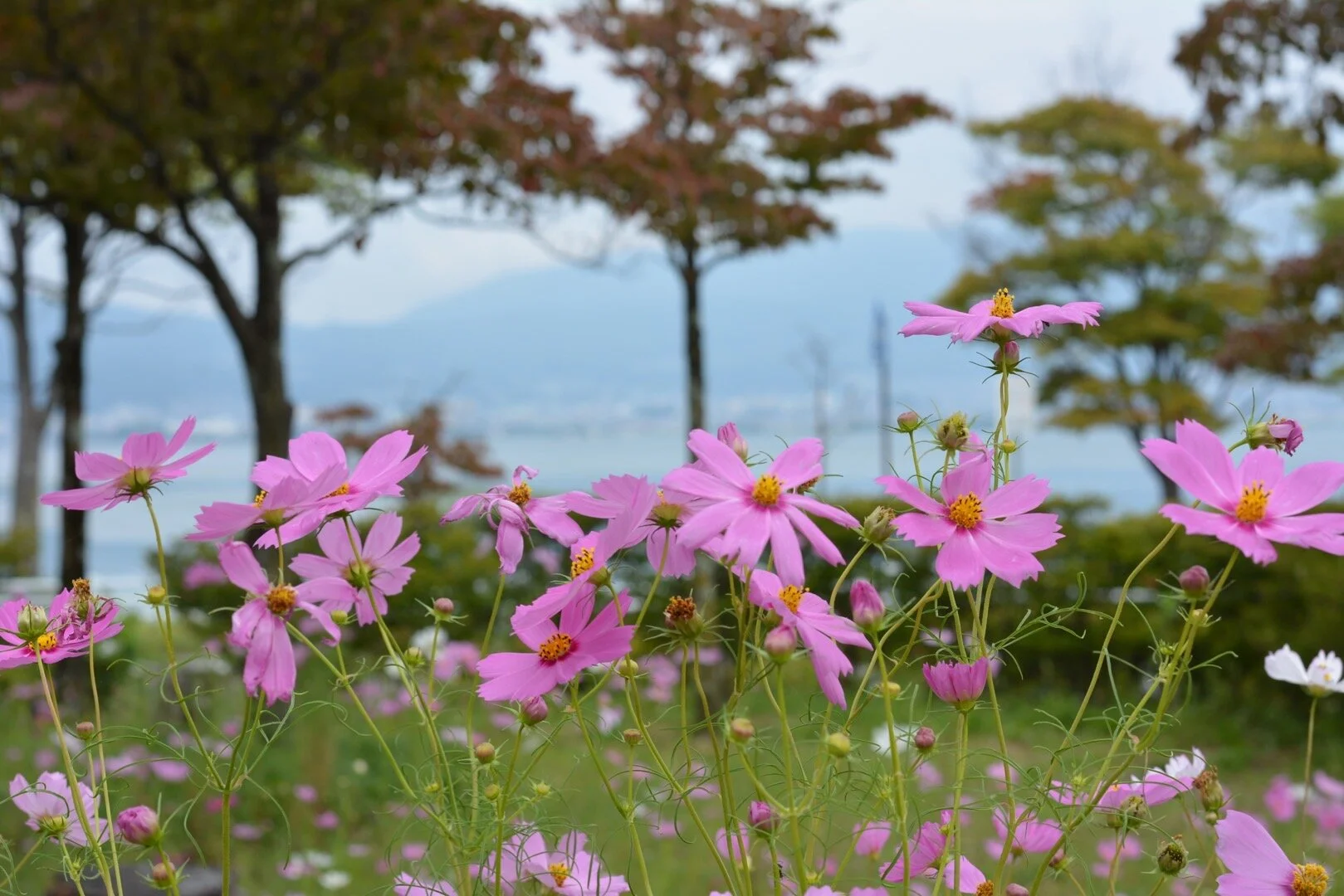 Japan - Clean and Delicate