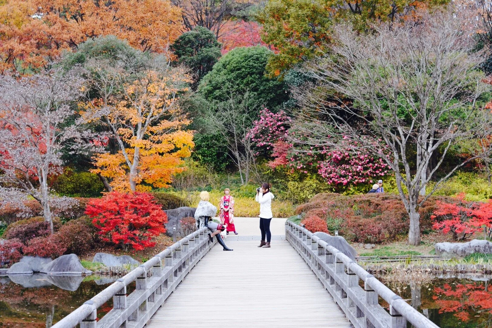  Fall foliage is also a popular season for traveling. There are many parks for seeing fall leafs, and it is also possible to do fall foliage chasing trip within Japan.   @ Showa Kinen Koen 国営昭和記念公園 