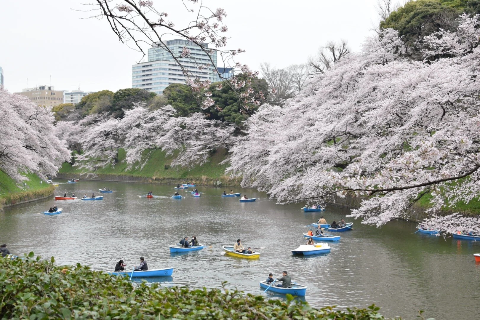 The famous sakura viewing (Hanami) season! Rather than sakura viewing, it is actually people viewing in most parks. People usually dress up in kimonos and picnic in parks with hanami bentos and drinks under the sakura blossoms.  The peak seasons ran