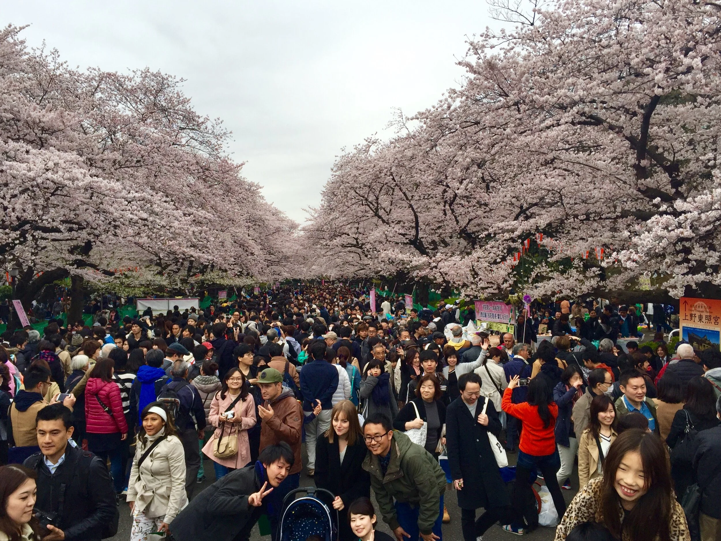  Sakura viewing or people viewing?  @ Ueno Park 上野公园 