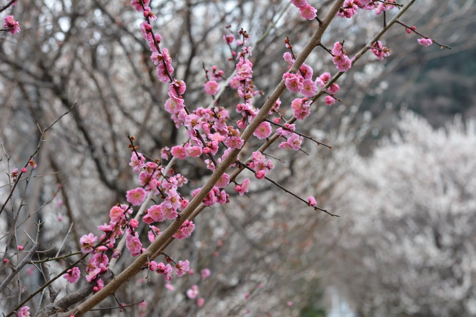  Plum Blossoms (Ume) bloom between February and March, signalling the start of Spring season.  @ Takao Baigo Ume-matsuri 高尾梅郷梅まつり 