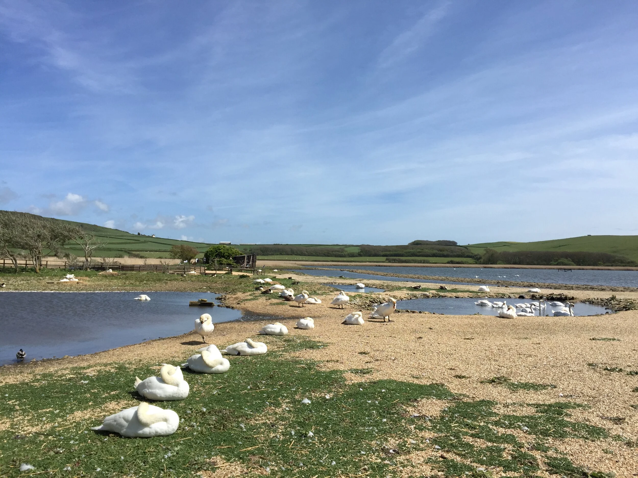  Abbotsbury Swannery   South West Coast Path: Charmouth-Puncknowle-Abbotsbury-Weymouth 