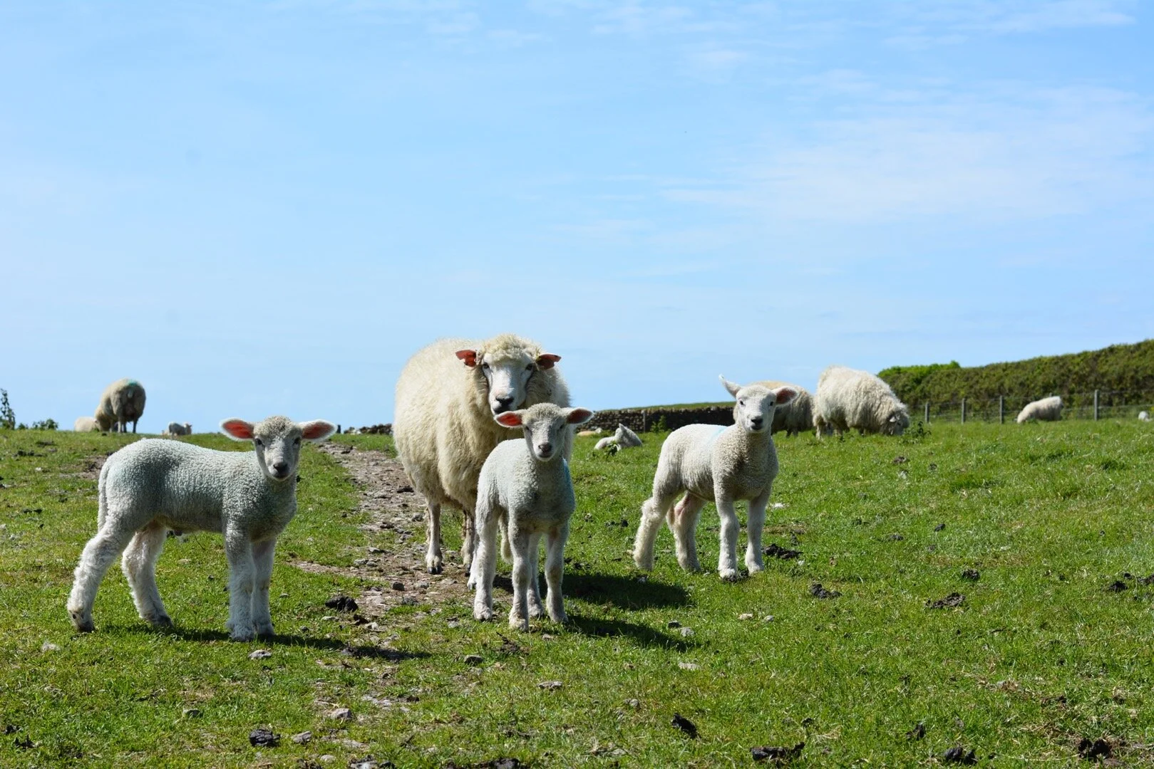  Sheep everywhere in England.  South West Coast Path: Charmouth-Puncknowle-Abbotsbury-Weymouth 