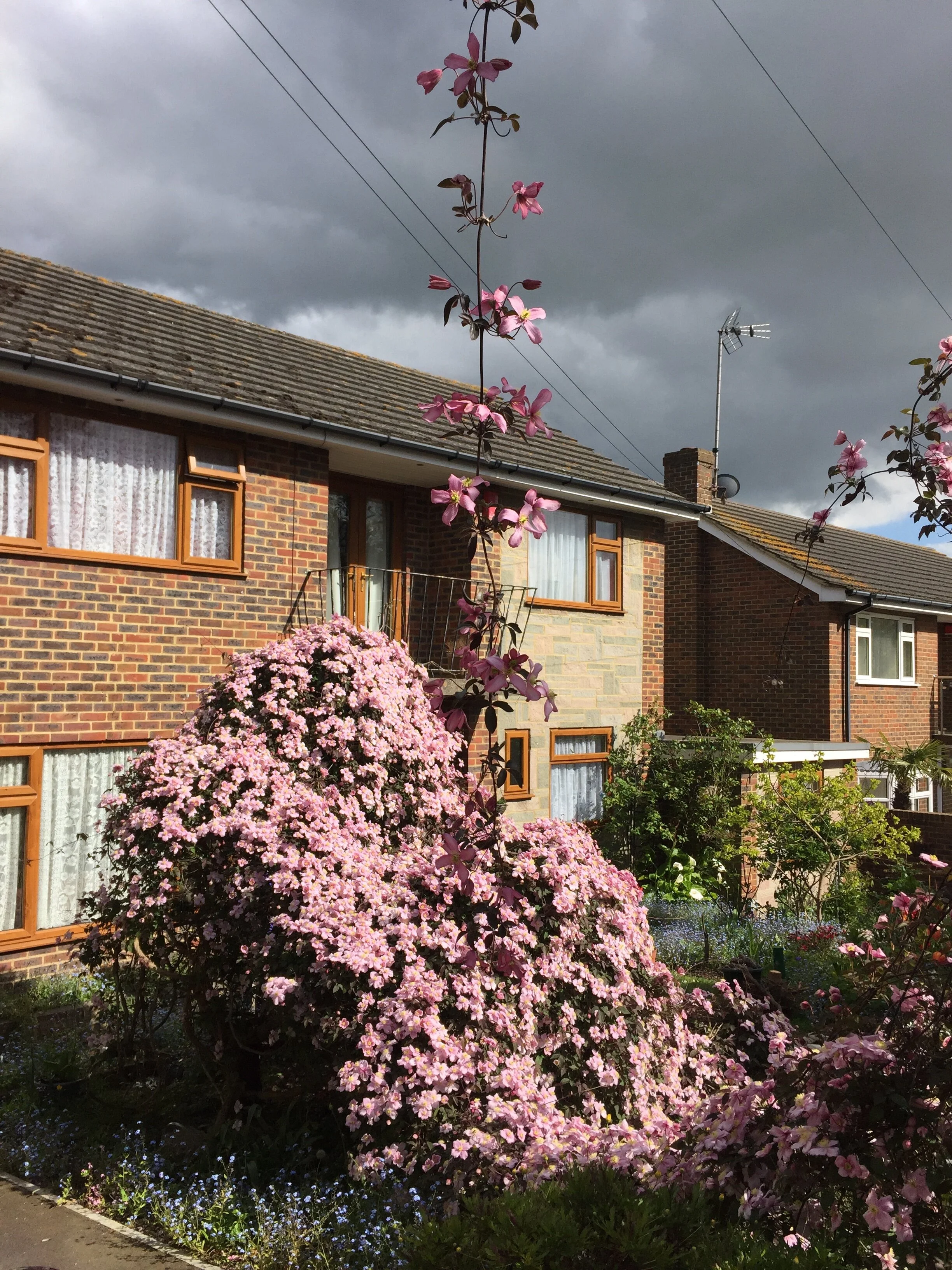  Can’t forget the garden full of forget-me-not and other flowers. The owner was very nice to show us her backyard. I dream of a house full of flowers as well!  Viking Coastal Trail: Ramsgate-Broadstairs-Margate 