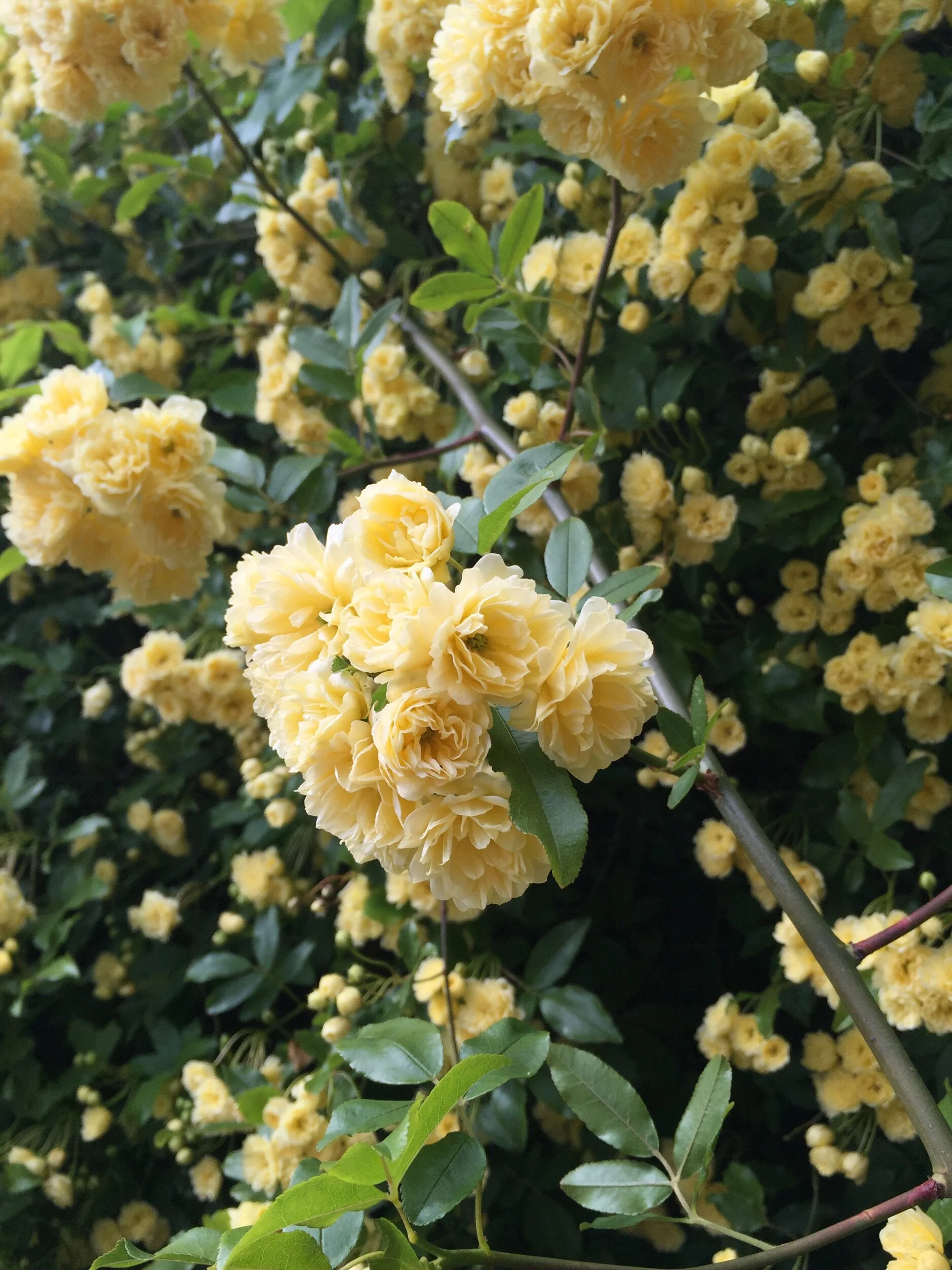  Lady Bank’s rose.  Viking Coastal Trail: Ramsgate-Broadstairs-Margate 