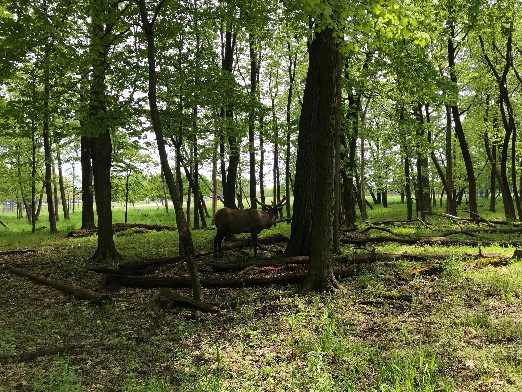  Busse Forest Elk Pasture 