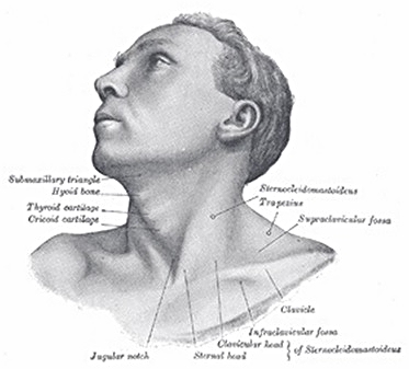 superficial neck anatomy two.jpg