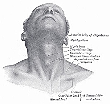 superficial neck anatomy.jpg