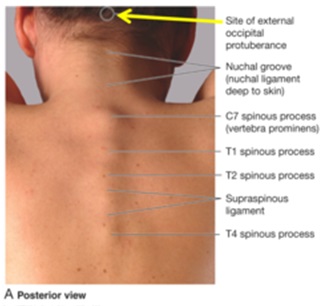 posterior neck.jpg