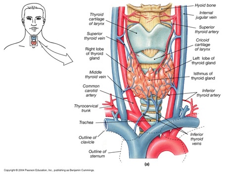 thyroid anatomy.jpg