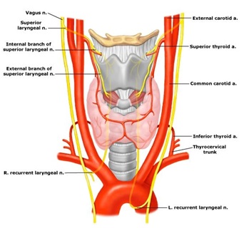 thyroid anatomy 2.jpg