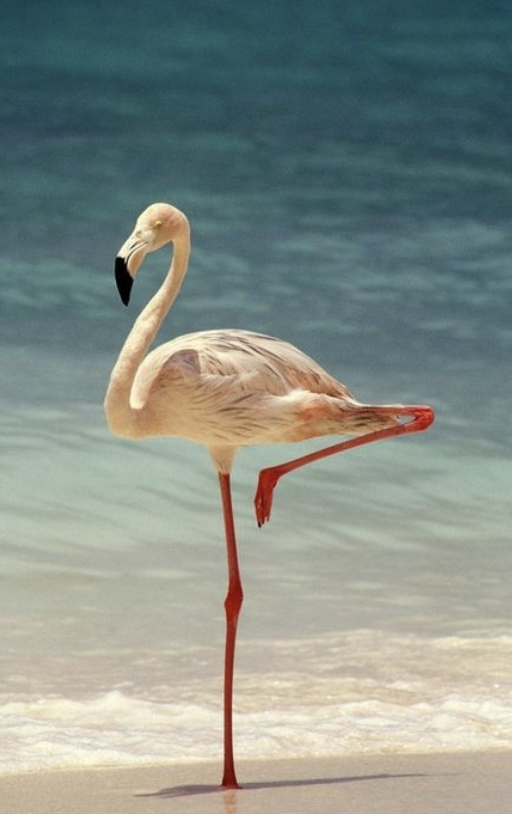 The Flight of the Flamingo
