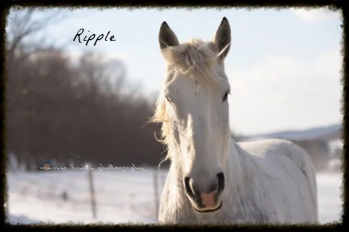 Ripple: Hands down the comedian of the herd, all Ripple wants to do is eat, sleep, and play, he is constantly into mischief. One day we went outside and there is Ripple standing on the outside of the fence looking in at all of the other horses, we have still never figured just out how he got out! He’s not just with the other horses. This silly white boy loves to get his humans into the action with a gentle tug or nudge. Ripple loves to work and love to give his winter sleigh rides.
