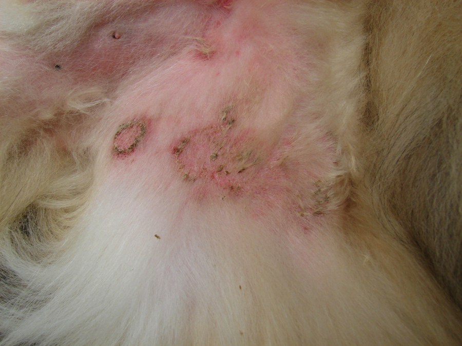 Skin Conditions in Dogs Are They contagious? — Canine