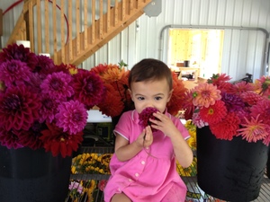 My daugher, Priya, smelling Dahlias freshly picked from the field.