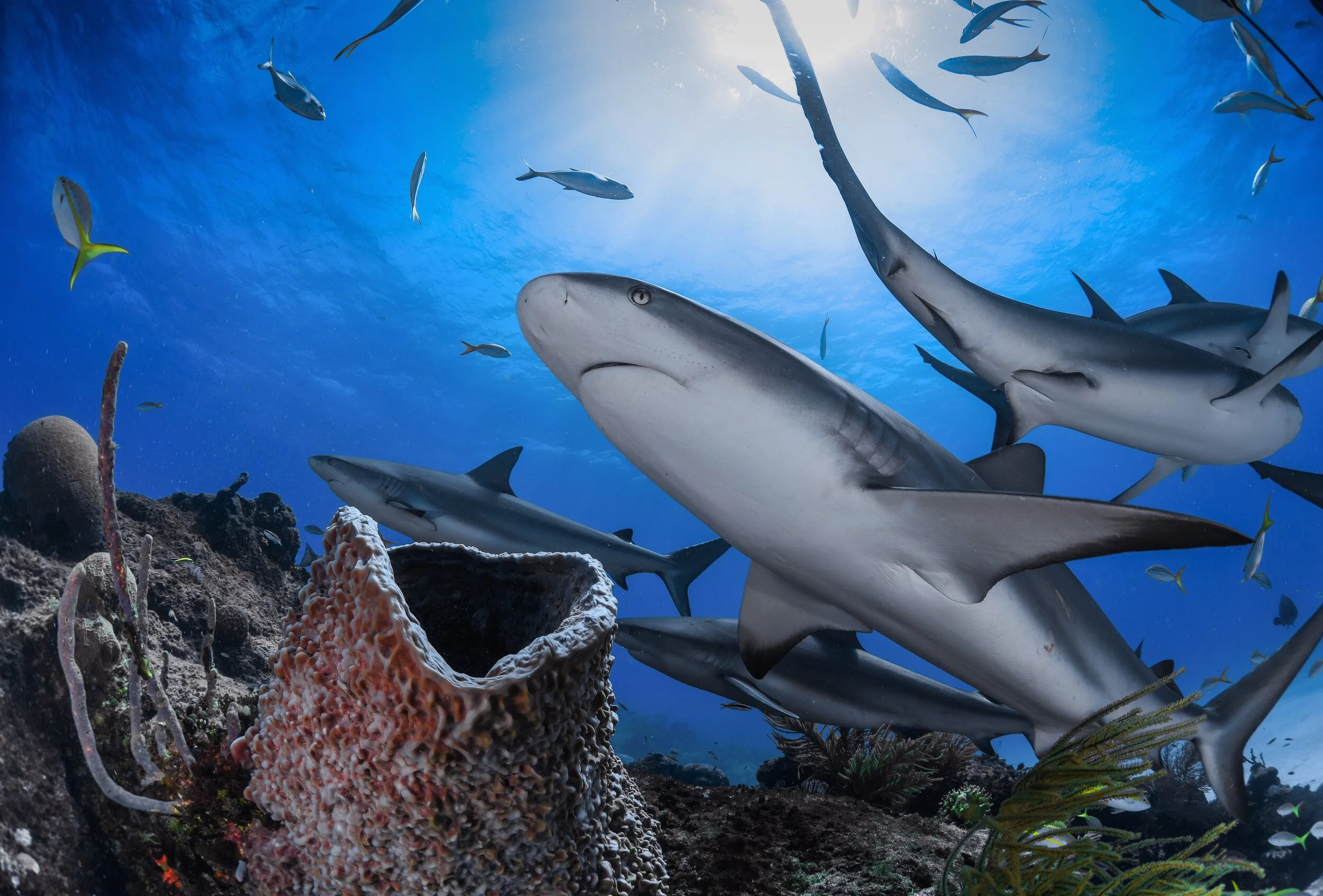 Is The Sharks Goal Horn Being Replaced? The Latest News - boasrbg